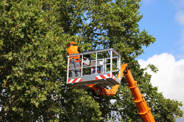 How Our Tree Care Process Works  in Novato, CA